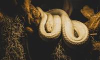 Намерете най-добрите оферти за прогонване на змии 22