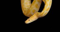 Намерете най-добрите оферти за репелент за змии 13