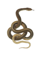 Видове репелент за змии 29