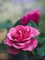 Информация за сладко от рози 16