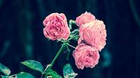 Информация за сладко от рози 30