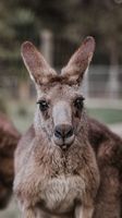 кенгуру - 75500 разновидности